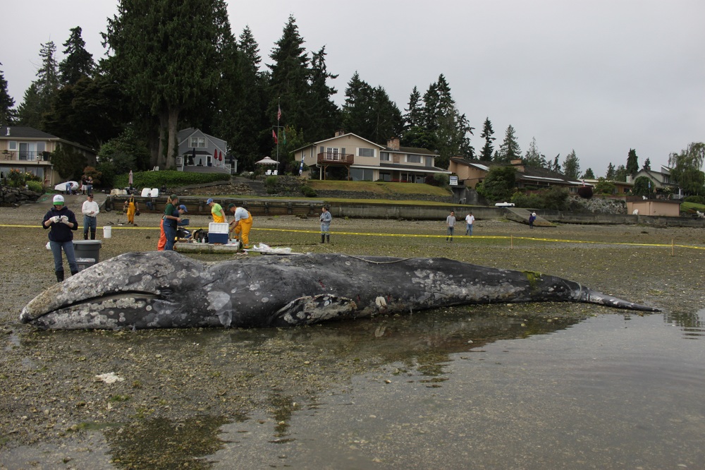 Gray whale and research team on beach