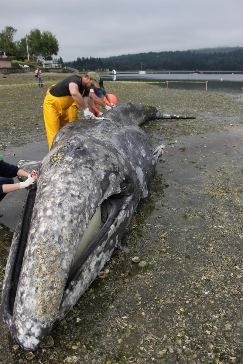 Gathering tissue samples from gray whale