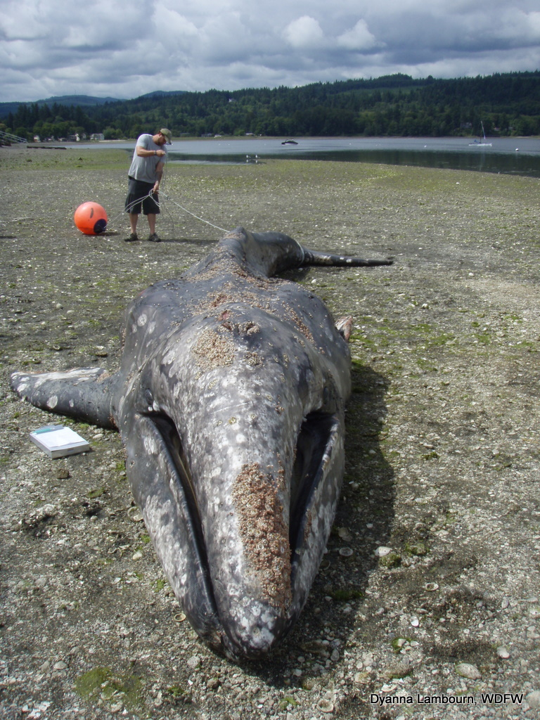 Gray whale stranded in Bremerton