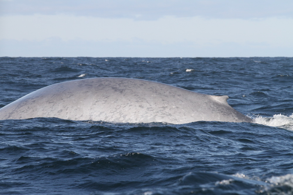 Blue whale dorsal fin emerging from the water.