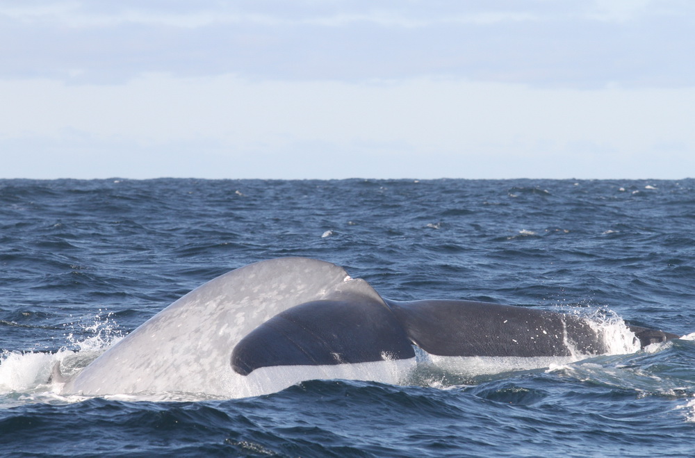Blue whale fluke (tail) emerging from the water.