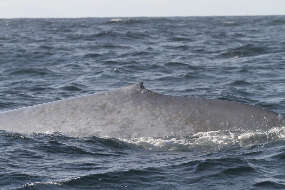 Blue whale dorsal fin emerging from the water.