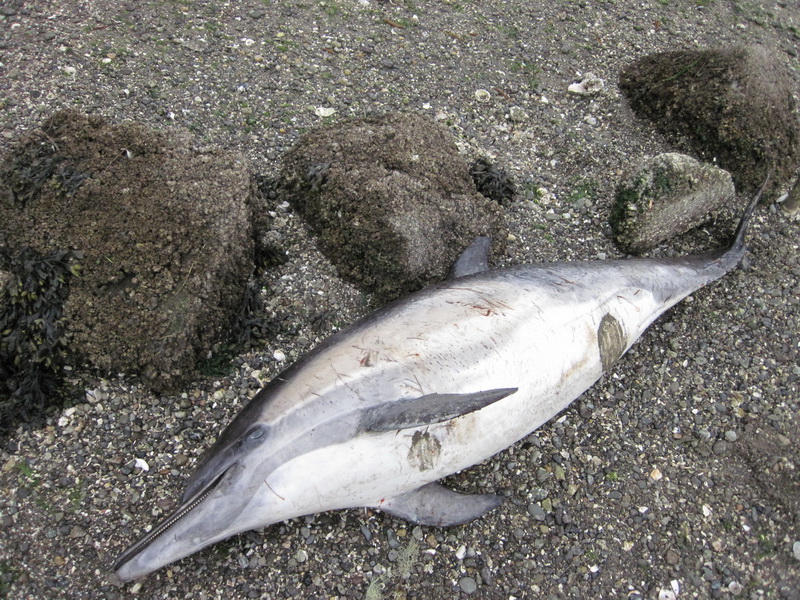 Stranded common dolphin