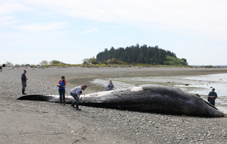 Side view of dead gray whale