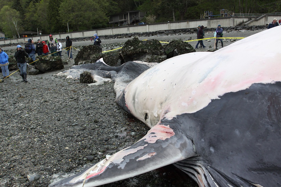 Fin whale washed up on beach