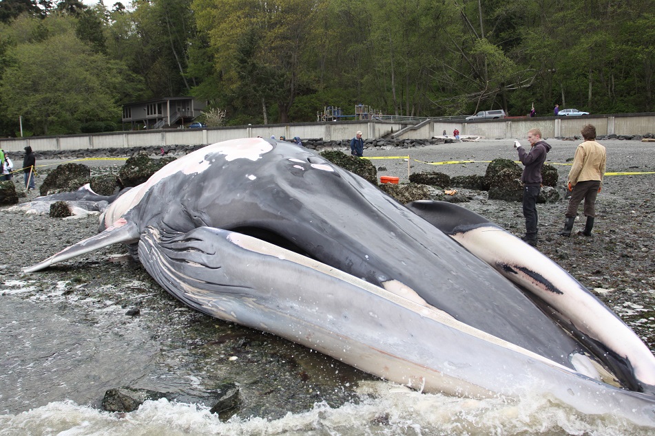 Stranded fin whale on beach