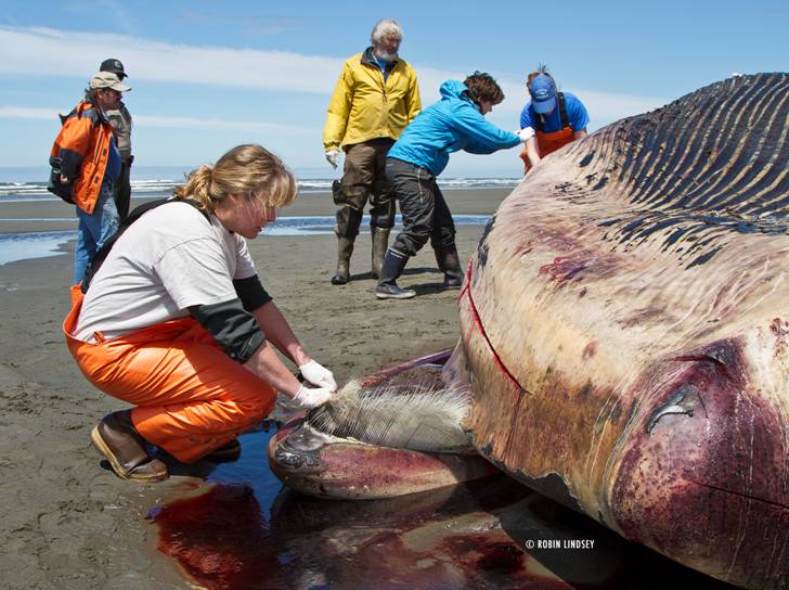 Team documenting and examining dead fin whale