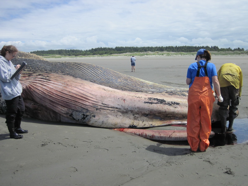 Fin whale exam on the beach