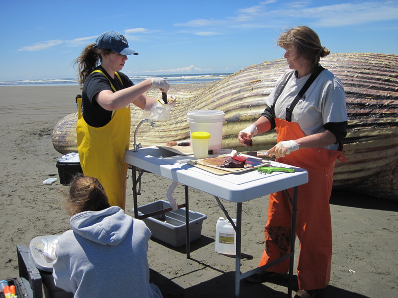 Putting fin whale tissue samples in a bag