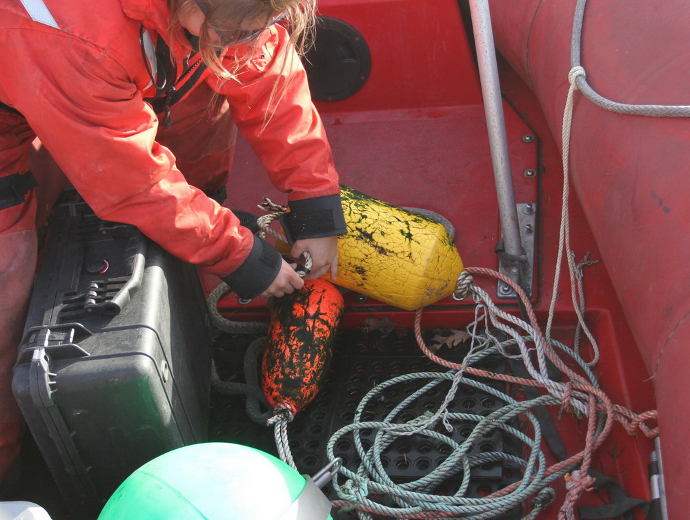Floats and rope cut from entangled whale