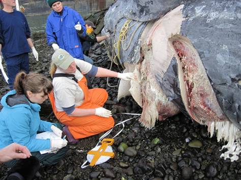 Examining propeller wounds