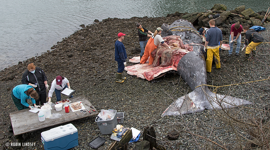 Team examining dead gray whale