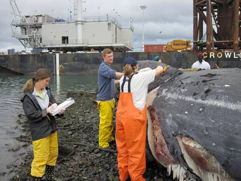 Team examining gray whale