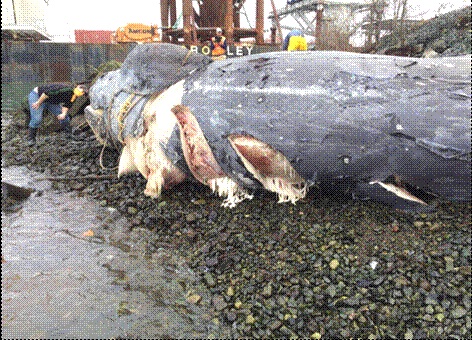 Propeller marks on dead gray whale