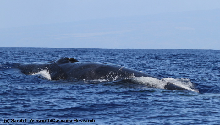 Fin whales in Hawai‘i - https://cascadiaresearch.org