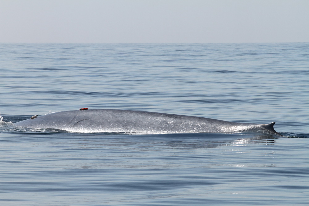 Tagged blue whale