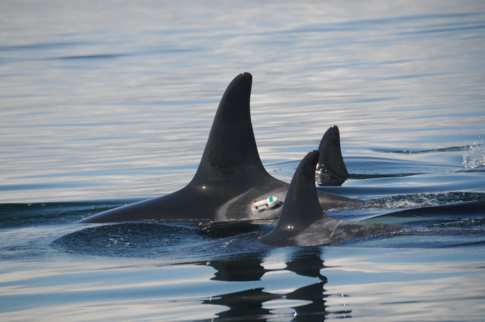 A DTAG on the saddle patch of  Southern Resident killer whale L83