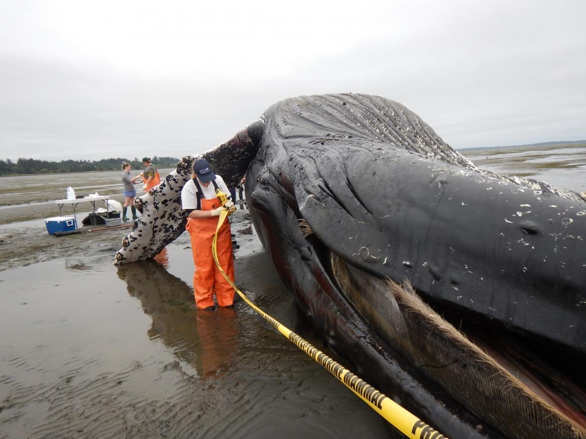 Marine Mammal Stranding Network