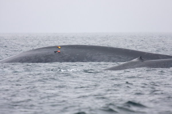 Two blue whales being studied in the Santa Barbara Channel shipping lanes.