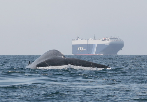 A blue whale in the shipping lanes being monitored with a suction-cup attached tag.