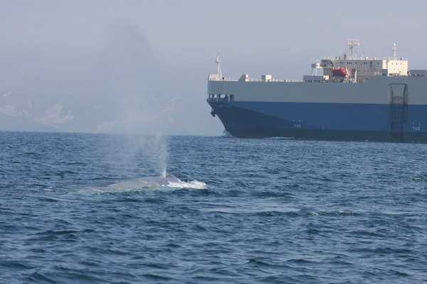 One of a pair of monitored blue whales in the shipping lanes.