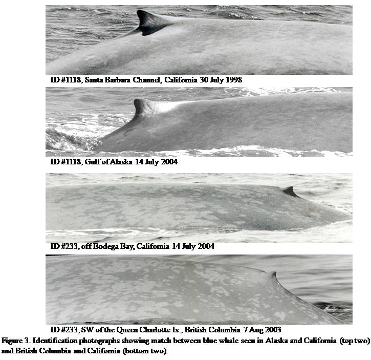 New publication on blue whale movements and population structure