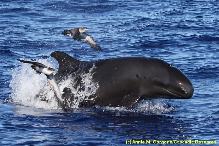 false killer whale, Pseudorca, Wedge-tailed Shearwater