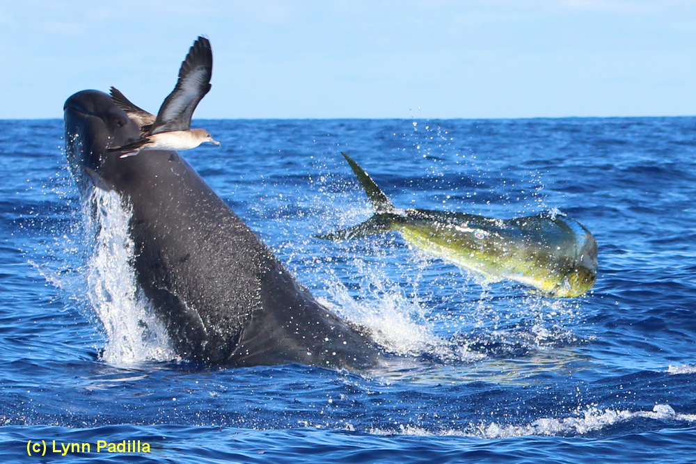 false killer whale, Pseudorca, mahimahi, shearwater, predation, Hawaii