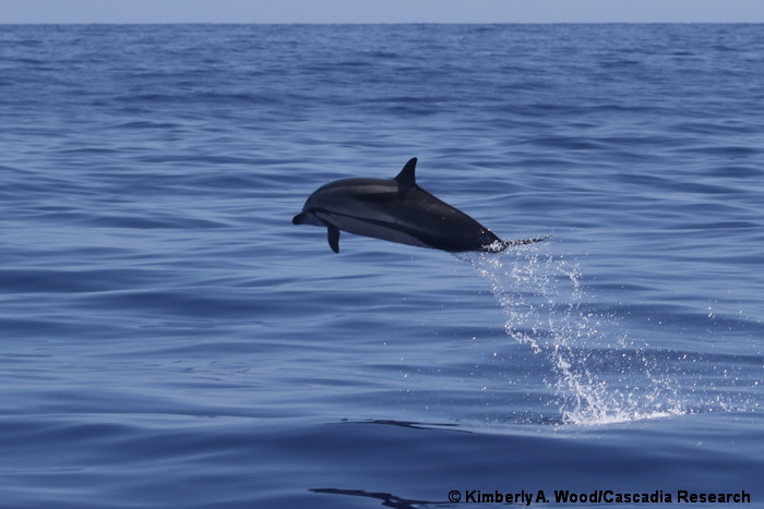 striped dolphin, Hawaii, eDNA