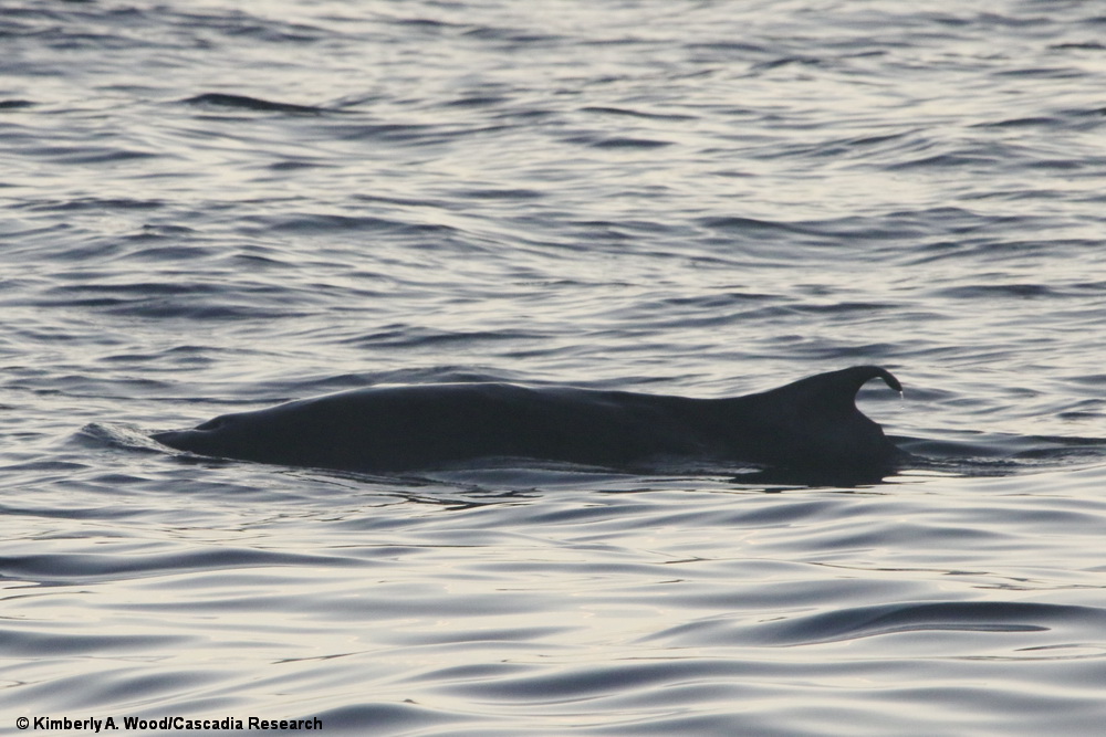 Dwarf sperm whale, Kogia, Hawaii