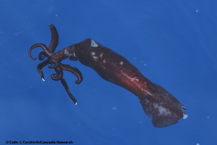 squid, Hawaii, cephalopod