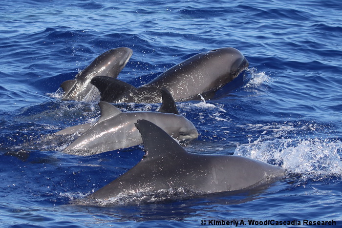 calf, infant, fetal folds, Hawaii, melon-headed whale, Peponocephala