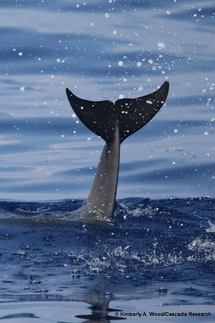 Pygmy killer whale, Feresa, Hawaii, tail, fluke, taillob