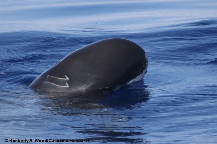 Pygmy killer whale, Feresa, spyhop