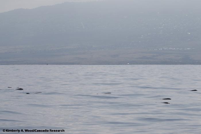 Pygmy killer whale, Feresa, Hawaii, Kona