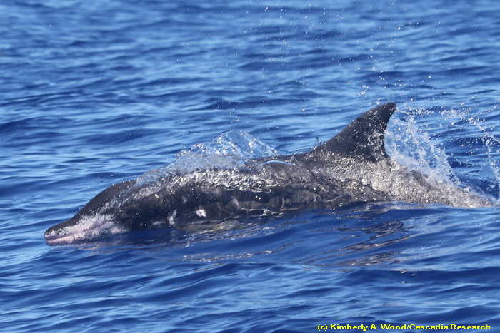 Steno, rough-toothed dolphin, Hawaii, Kauai