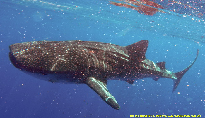 whale shark, shark, Kauai, Hawaii