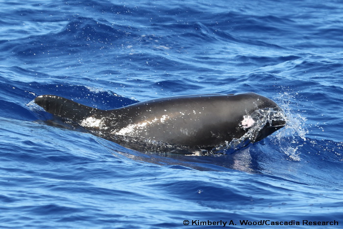 Melon-headed whale, Peponocephala, Kauai, Hawaii