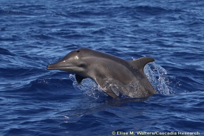 Steno, rough-toothed dolphin, Kauai, Hawaii