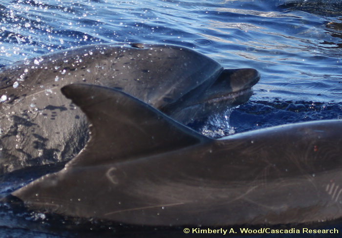 Bottlenose dolphin, Tursiops,  Hawaii, Kauai