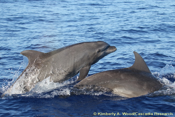 Tursiops, bottlenose dolphin, dolphin, Hawaii