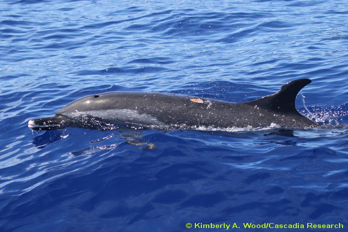 Pantropical spotted dolphin, Stenella, Stenella attenuata, Hawaii, Kauai