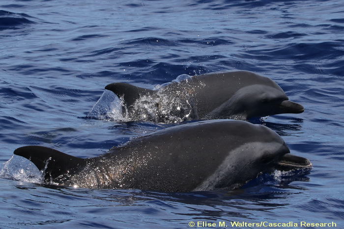 Pantropical spotted dolphin, Stenella, Stenella attenuata