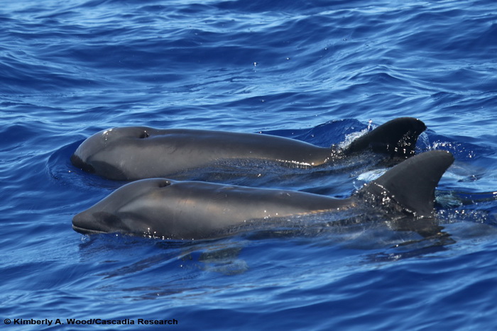 melon-headed whale, rough-toothed dolphin, hybrid, Steno, Peponocephala, Kauai, Hawaii