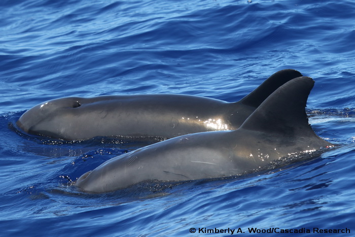 hybrid, melon-headed whale, rough-toothed dolphin, whale, dolphin, Hawaii, Kauai, Steno, Peponocephala