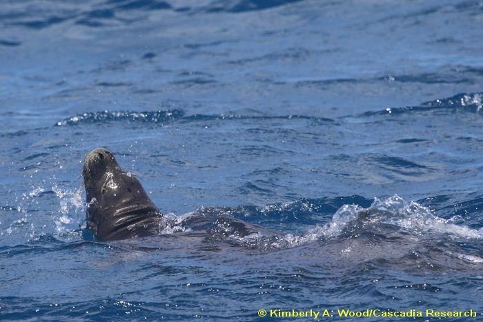 Hawaiian monk seal, Hawaii, seal