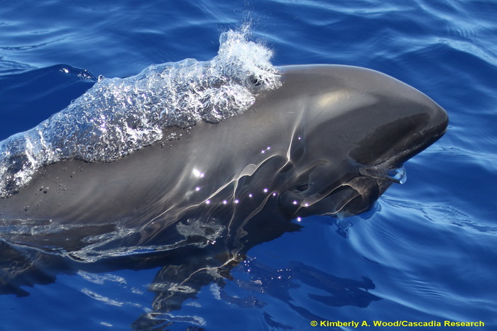 Melon-headed whale, Peponocephala, Kauai, Hawaii