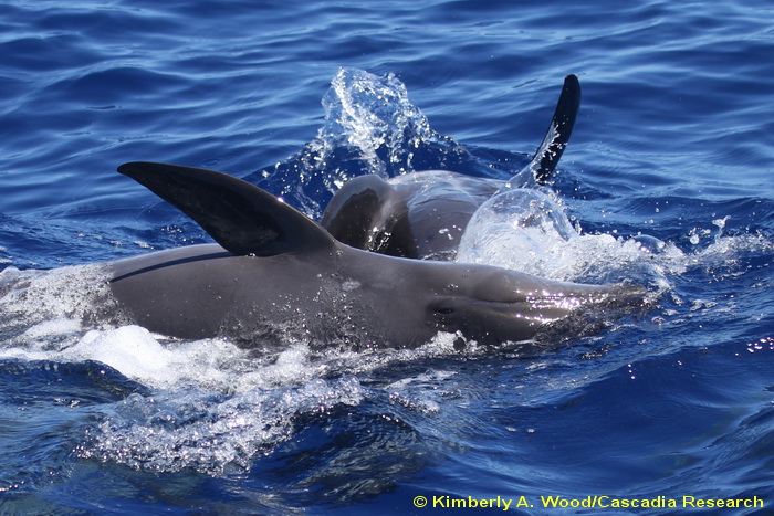 melon-headed whale, Peponocephala, Kauai, Hawaii