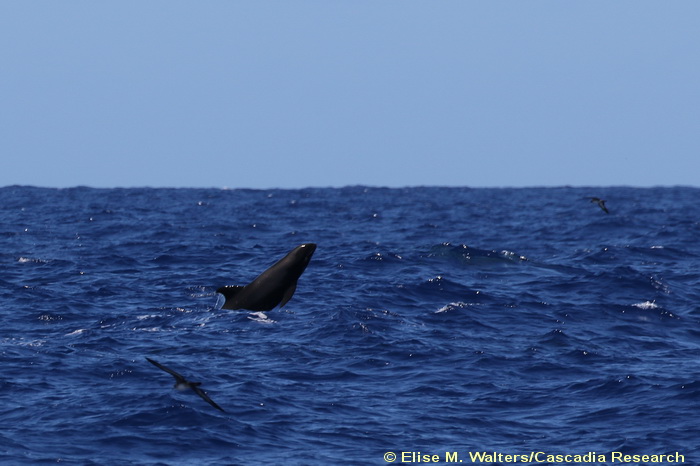 melon-headed whale, Peponocephala, Kauai, Hawaii