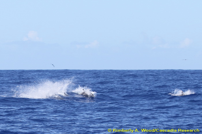 melon-headed whale, Peponocephala, Kauai, Hawaii